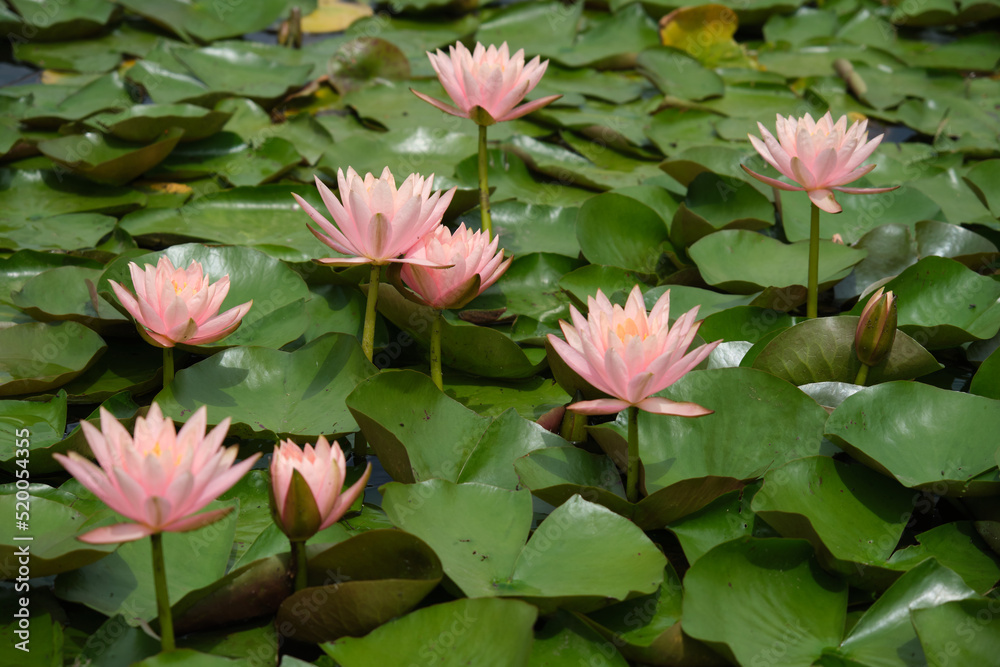 beautiful flowers in the water beautiful flowers in the water