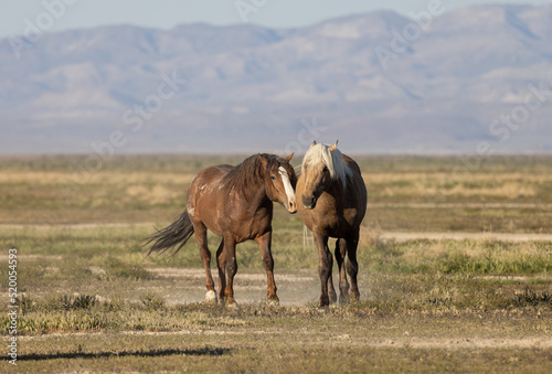 Wild Horses in Spring inthe Utah Desert