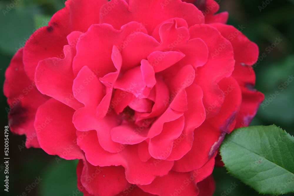 Obraz premium beautiful roses in botanical garden