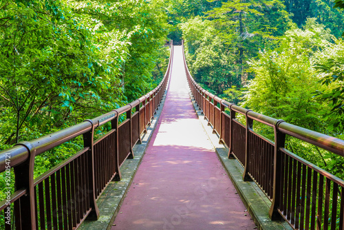 自然の中の橋