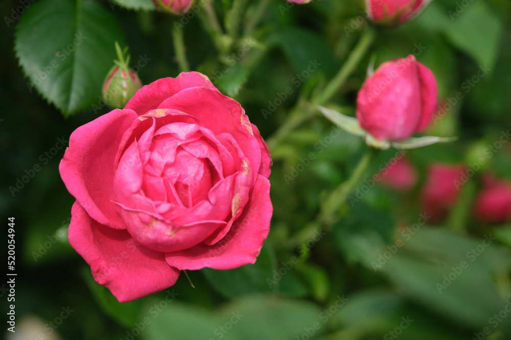 beautiful roses in botanical garden beautiful roses in botanical garden