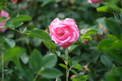 beautiful roses in botanical garden