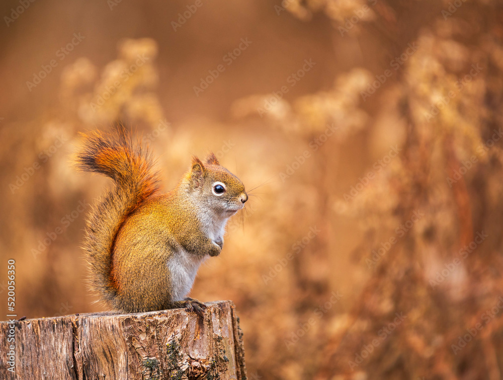 Red Squirrel sitting on a stump in bright fall colours in Ontario, Canada Red Squirrel sitting on a stump in bright fall colours in Ontario, Canada