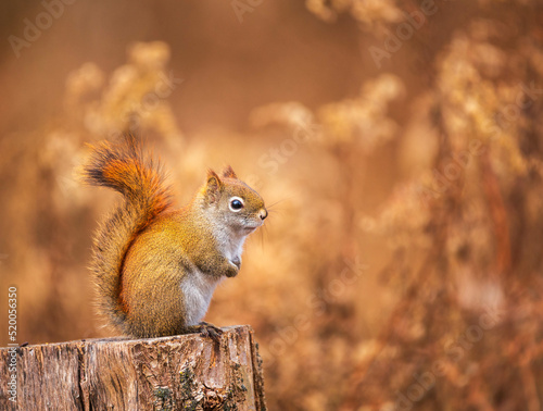 Red Squirrel sitting on a stump in bright fall colours in Ontario, Canada © Saptashaw