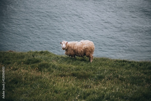 Faroe Islands Sheep on the Faroe Islands photo