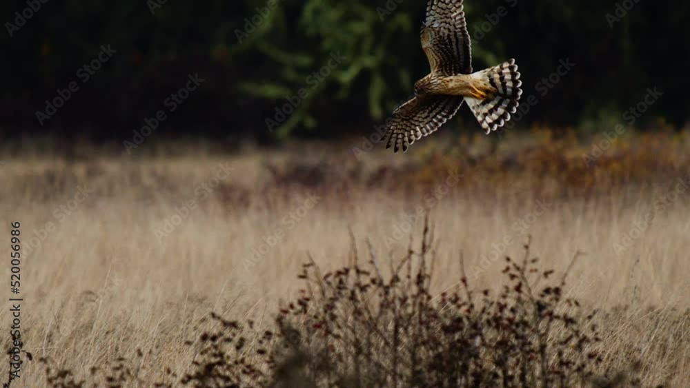Northern Harrier in hunting along the tall grass Northern Harrier in hunting along the tall grass