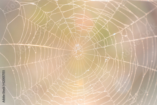 Print op canvas Spider web.