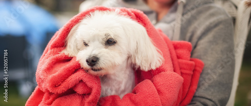 Staring adorable Maltese dog wrapped on a red blanket in lap