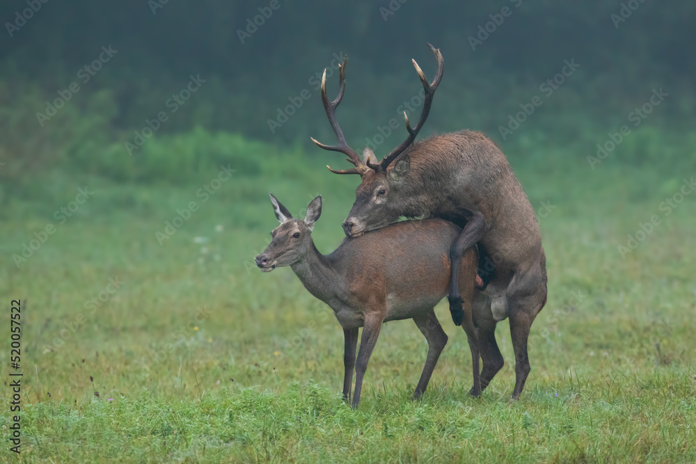 Two red deer, cervus elaphus, mating on meadow in autumn mist nature. Pair of brown mammals copulating on grassland in fall fog. Hind and stag reproduction on field.