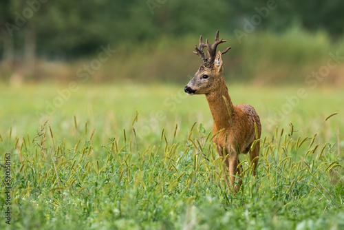 Red deer, cervus elaphus, standing in long grass in summer with copy space. Wild buck looking on meadow with space for text. Antlered mammal observing on field.