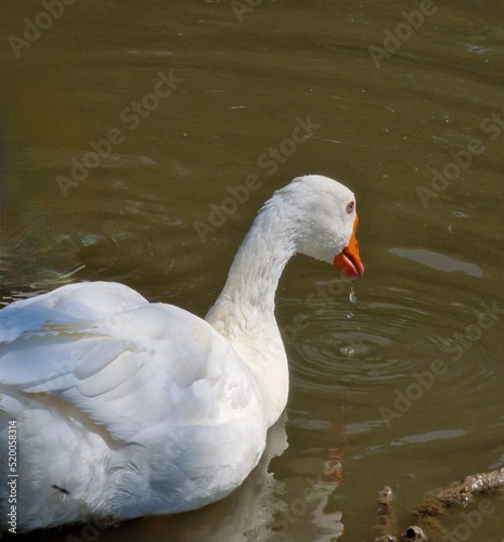 ducks sit on the shore of the lake, feathered in nature