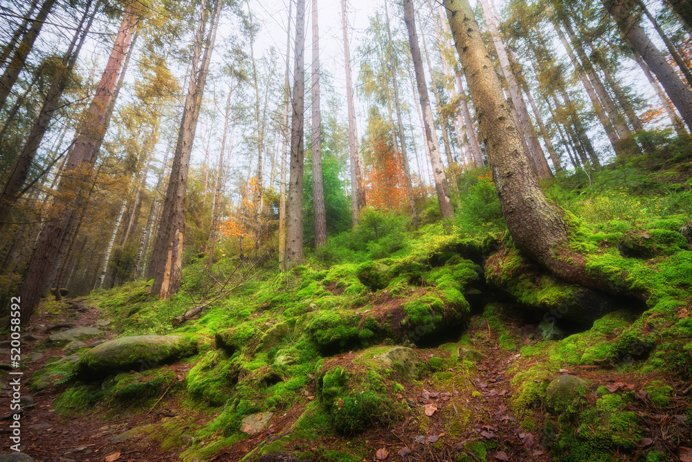 Autumn forest at the mountain foot. Beautiful landscape in the magical forest with tall trees, stones and roots overgrown with green moss.