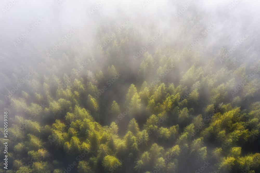 Foggy mountain forest at sunrise. Beautiful landscape with morning mist over coniferous trees. Top aerial view. Foggy mountain forest at sunrise. Beautiful landscape with morning mist over coniferous trees. Top aerial view.