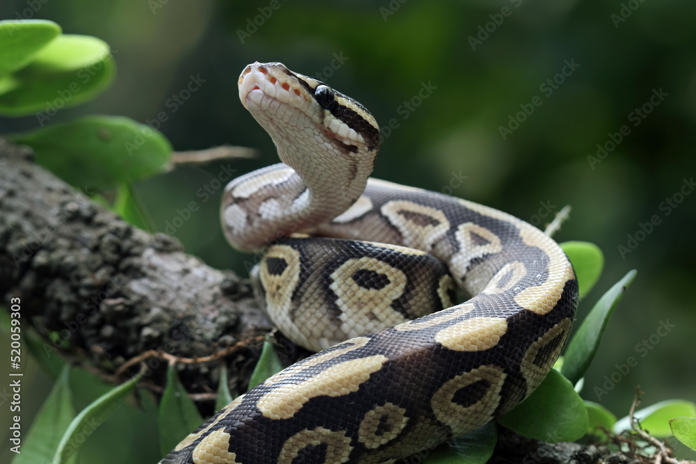 Ball python snake close up on branch, python regius Ball python snake close up on branch, python regius