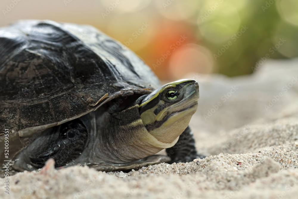 Fototapeta premium Ambonia turtle walking on sand, Cuora amboinensis, animal closeup