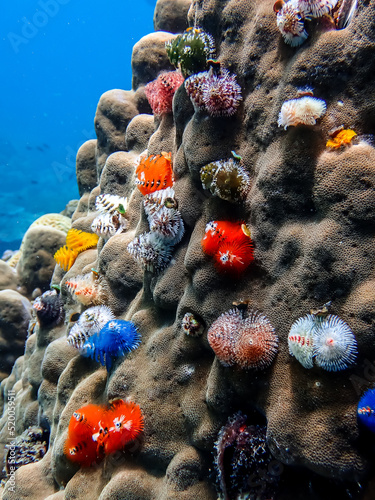 coral reef and colorful Christmas tree worms photo