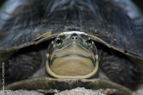 Ambonia turtle walking on sand, Cuora amboinensis, animal closeup