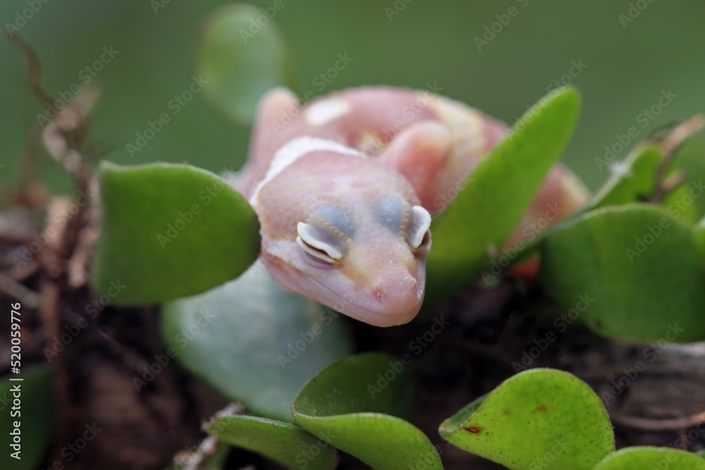 Fototapeta premium Baby leopard gecko lizard on branch , eublepharis macularius