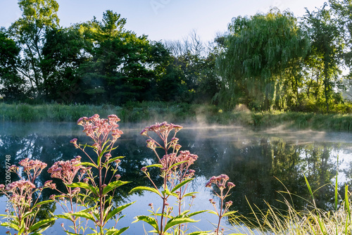 Joe Pye Weed in the foreground with a pond and trees with steam in the background in the early morning. photo
