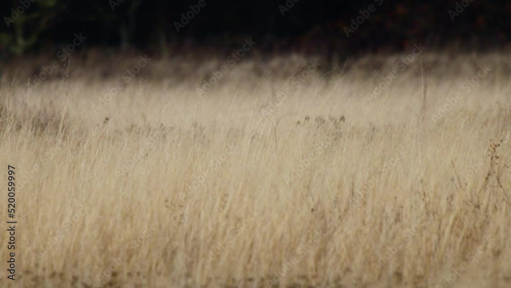 Northern Harrier hunting among tall grass Northern Harrier hunting among tall grass
