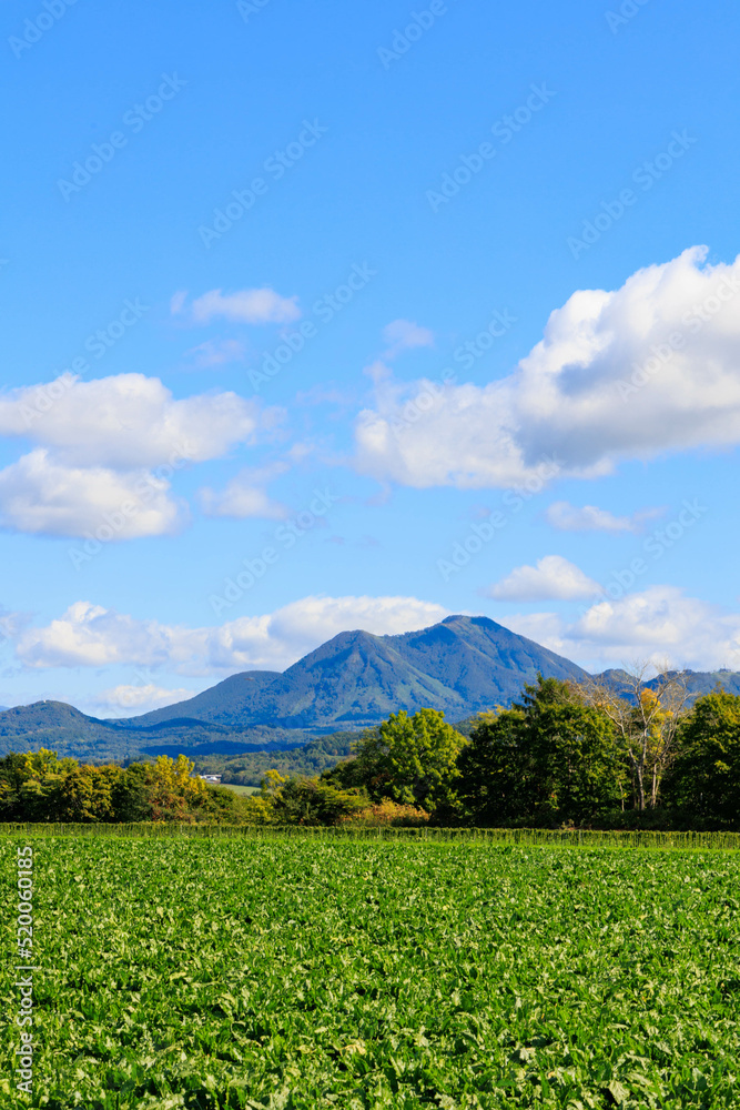 晴天での畑と山「秋の北海道」
