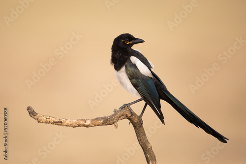 Eurasian magpie, pica pica, sitting on wood in autumn wilderness. Bird with black and white feather looking on branch. Feathered animal observing on bough. photo
