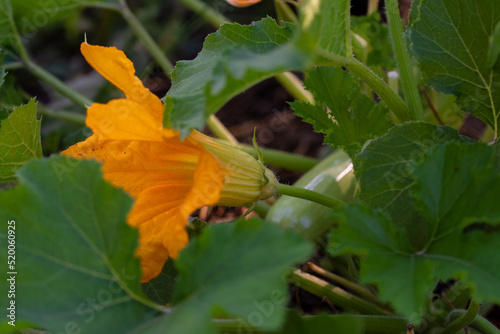 Yellow bright blooming large zucchini flowers in the garden. Close up.