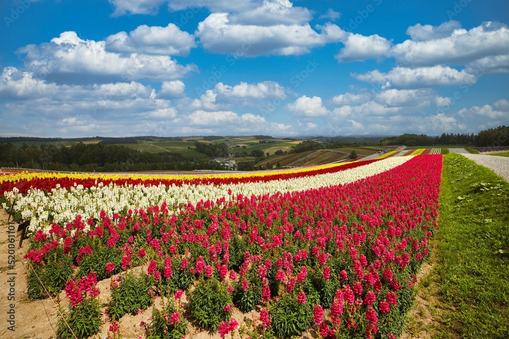 Flower field in Furano, Hokkaido