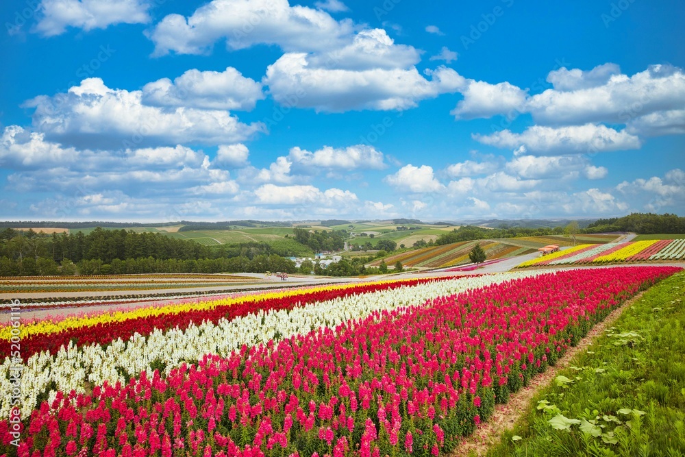 Flower field in Furano, Hokkaido