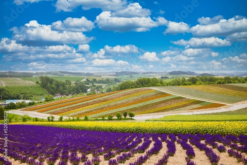 Flower field in Furano  Hokkaido