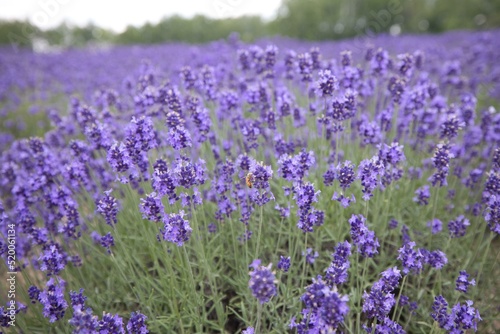 Lavender field in Furano  Hokkaido f road