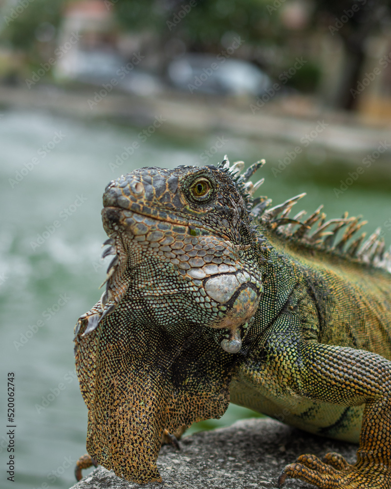 Fototapeta premium IGUANA VERDE CAMINADO POR EL FILO DE UNA PILETA EN EL DIA
