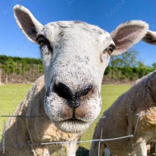 Curious sheep smelling the camera © Anders93