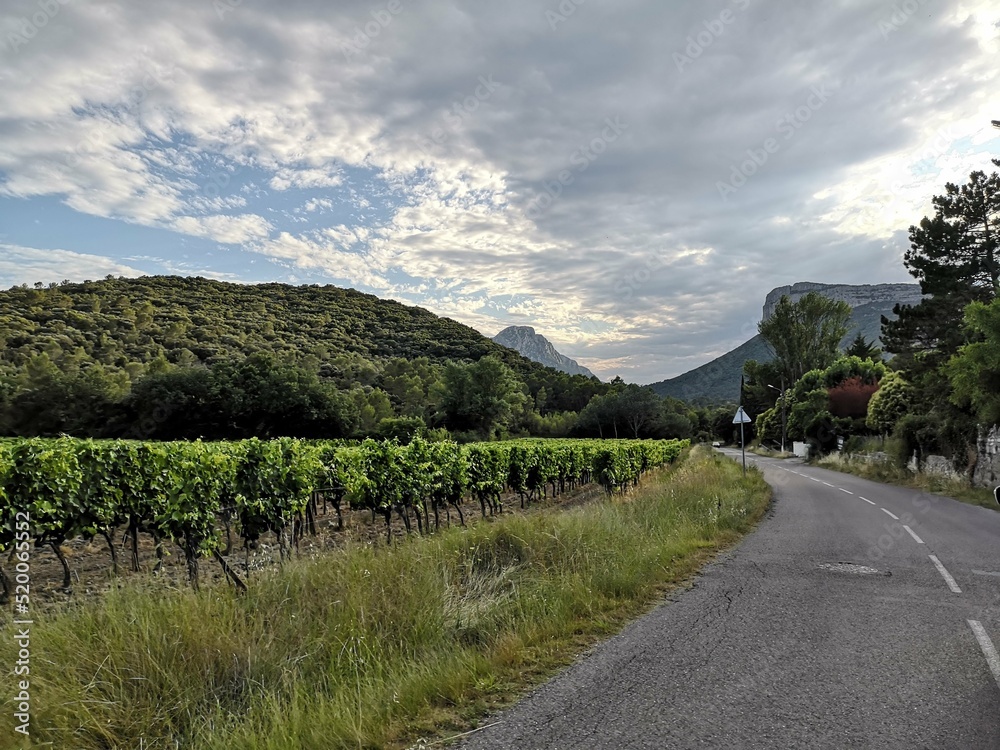randonnée du vin au pic saint loup et à l'hortus, occitanie, hérault, france