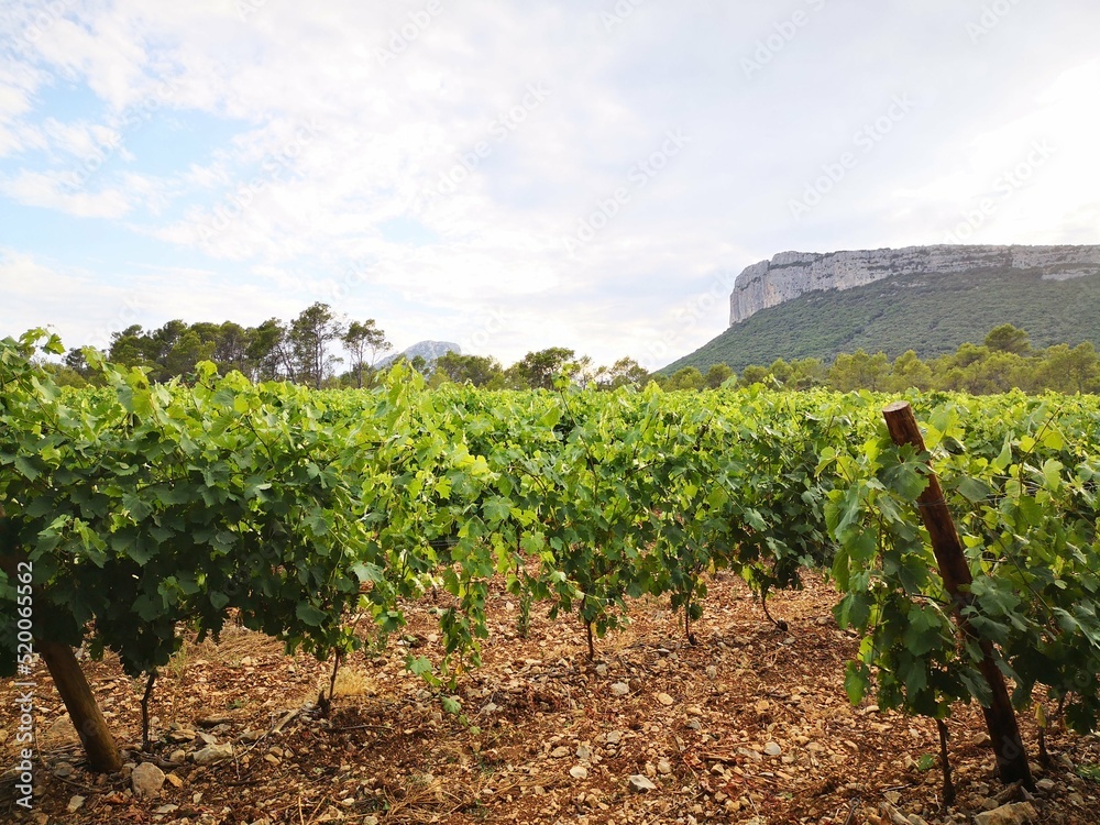 Balade viticole dans le pic saint loup. Hérault. France