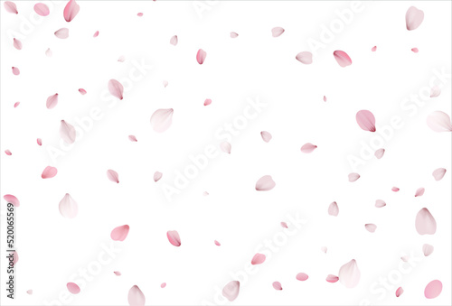 Sakura petals background. Cherry petals backdrop