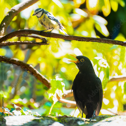 Blue tit - Cyanistes caeruleus and blackbird - Turdus merula