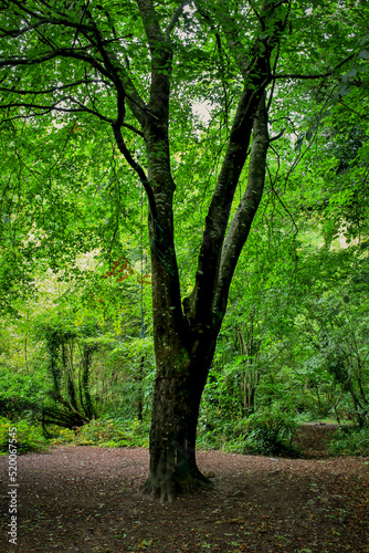 Beech Tree in Green Woodland Canopy, Enniskerry, County Wicklow