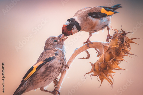 Leinwand Poster An European goldfinch feeding its fledgling