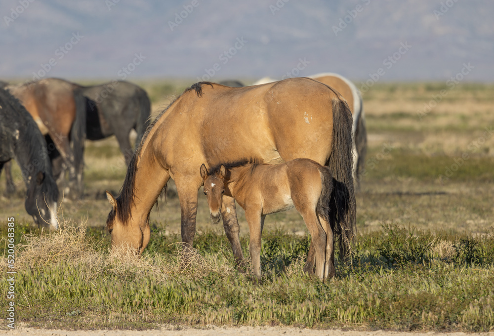 Wild Horse Mare and Foal in the Utah Desert in Spring Wild Horse Mare and Foal in the Utah Desert in Spring