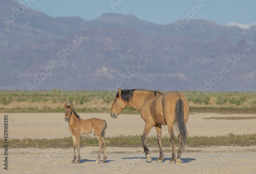 Wild Horse Mare and Foal in the Utah Desert in Spring