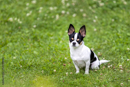 Chihuahua dog sits on a green lawn