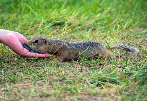 Human on the lawn is treating a gopher with sunflower seeds. Full-length