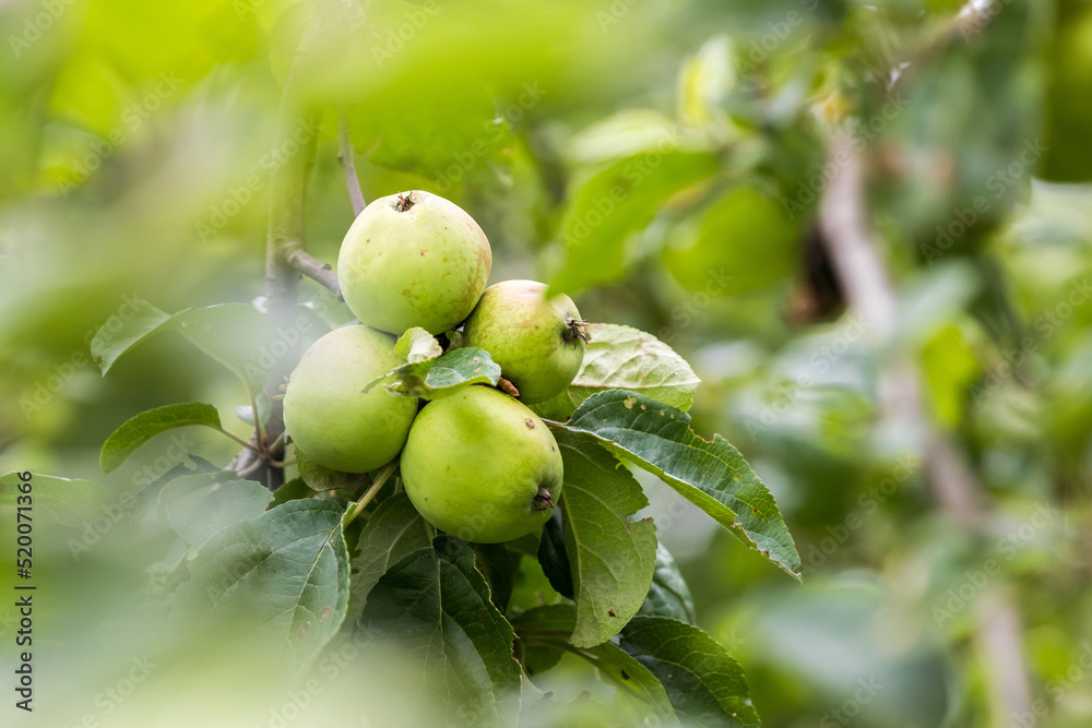 Four green unripe apples growing on a branch Four green unripe apples growing on a branch