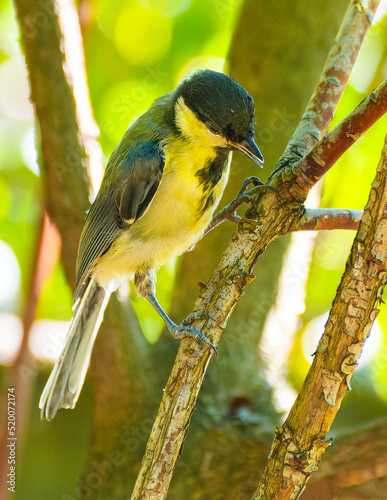 Great tit - Parus major perched on the branch