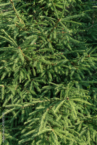 Background of young spruce branches.