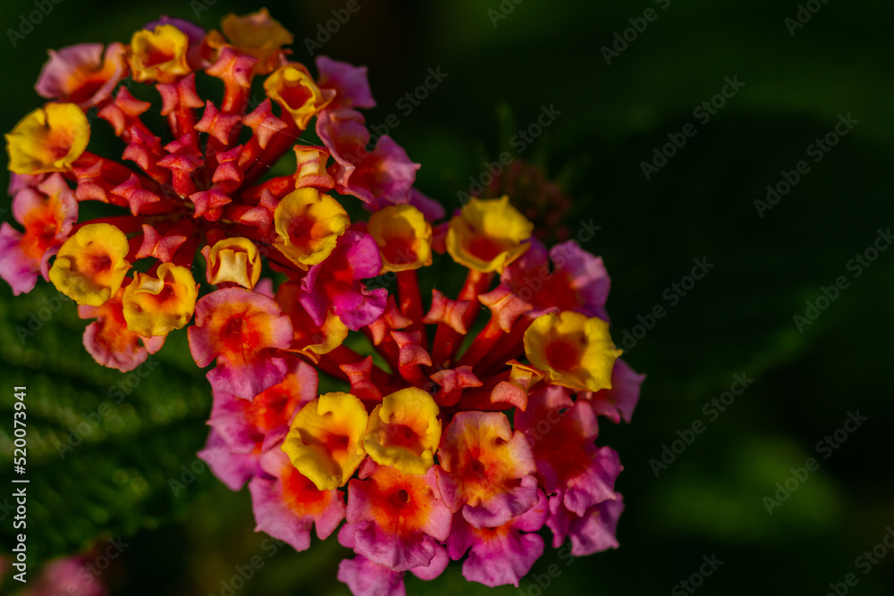 The lantana camara flower in bloom is a combination of orange and pink The lantana camara flower in bloom is a combination of orange and pink