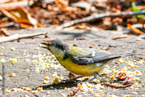 Great tit - Parus major on the ground