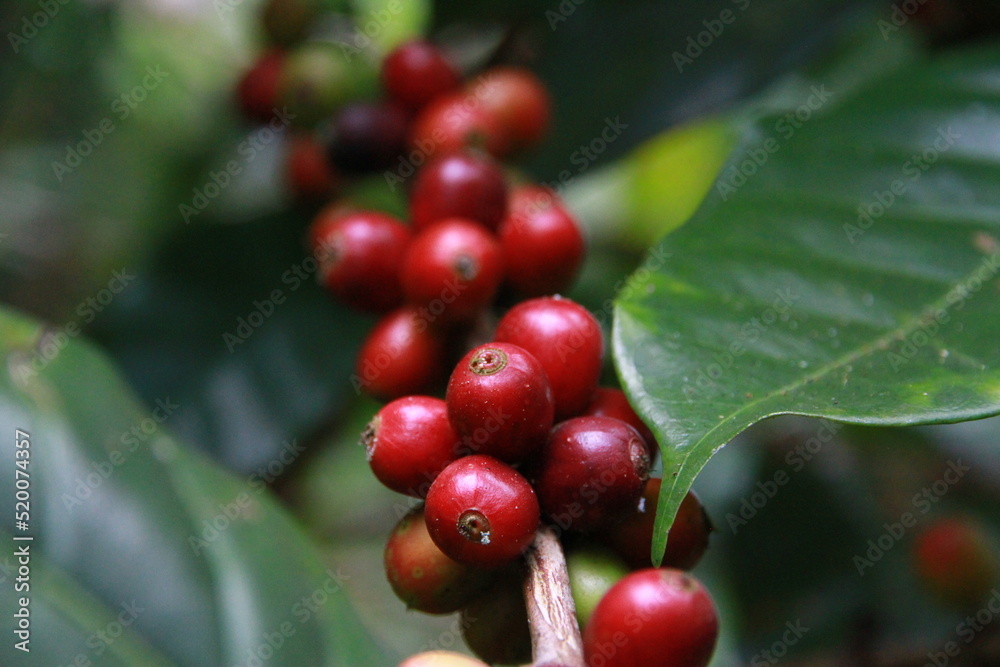 coffee cherry on a branch coffee cherry on a branch