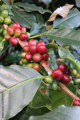 Wallpaper Mural coffee cherry on a branch Torontodigital.ca